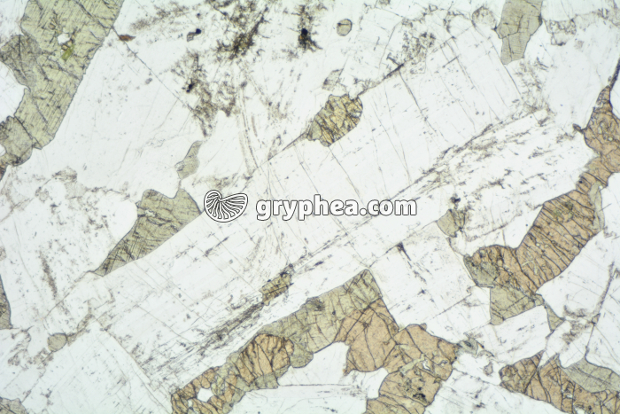 Plagioclase dans gabbro LPNA x6,3 - gryphea.com